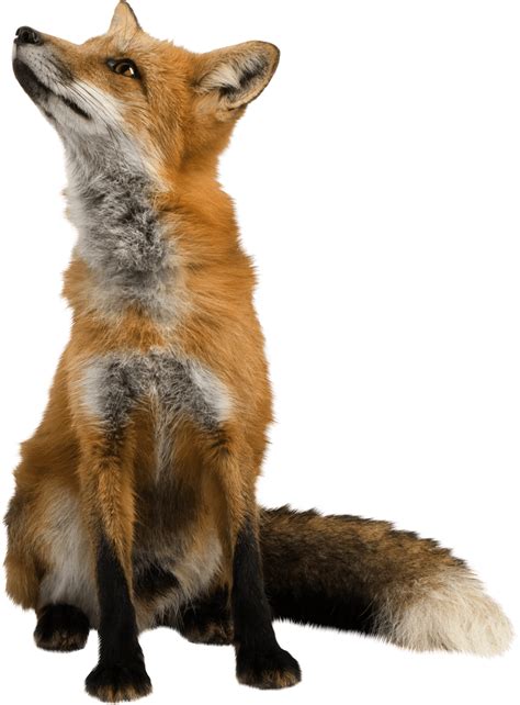 Red fox Clip art - Wild fox png download - 1973*2674 - Free Transparent ...