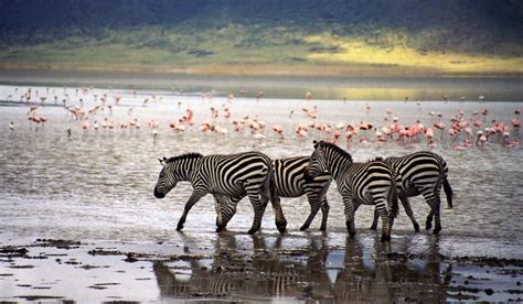 Animals in Ngorongoro Crater - wildlife at ngorongoro crater