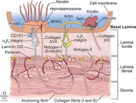 Basal Lamina Diagram