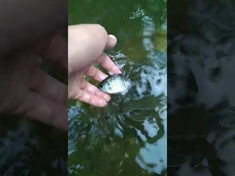 baby bluegill release ;) thanks for 500 subs - YouTube