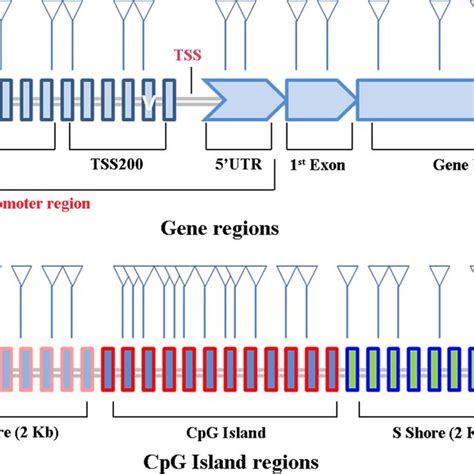 Diagram of gene regions and CpG island regions | Download Scientific ...