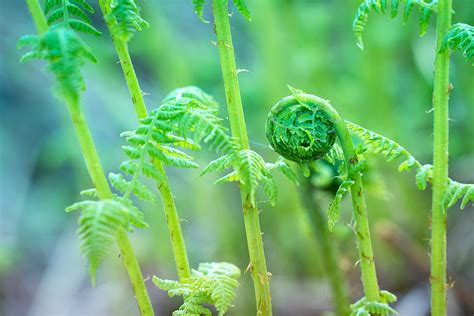 Fiddlehead Fern | native vegetable plants for sale | Native Foods Nursery