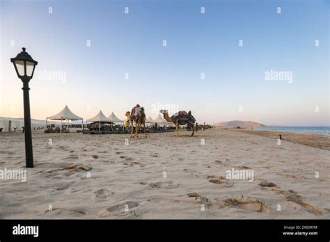 Ride a camel across Sealine Beach Mesaieed beaches, Tents at QIA desert ...