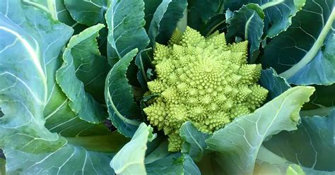 How to Grow Romanesco Broccoli | Gardener’s Path