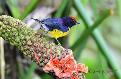 Tawny-capped Euphonia (Euphonia anneae) Introduction | Neotropical ...