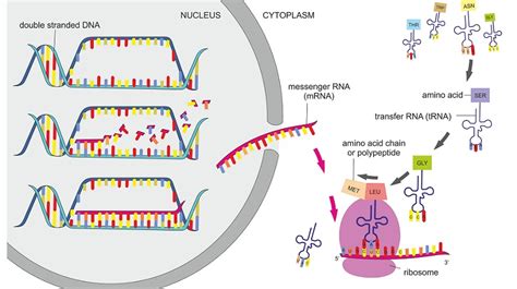 Protein Synthesis Translation