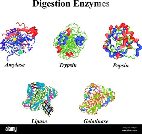 Digestion enzymes set. Chemical molecular formula. Amylase, Trypsin ...