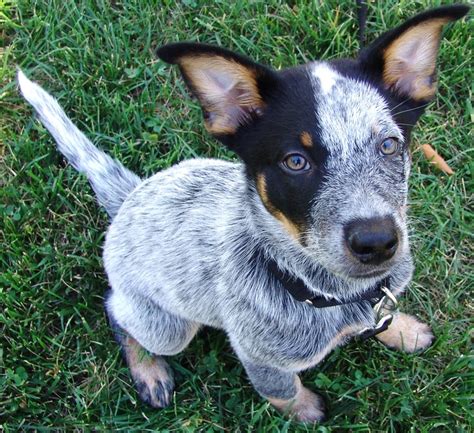 Brutus - Australian Cattle Dog - 12 weeks old Blue Heeler - Queensland ...