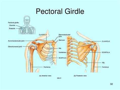 Pectoral Girdle Parts