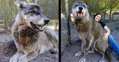 Enormous Wolfdog Rescued by Sanctuary After Being Dropped at Kill Shelter