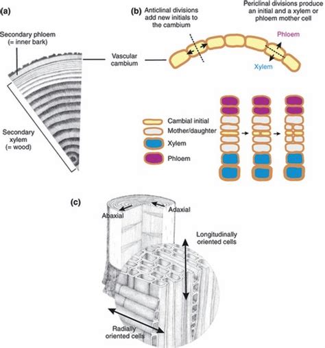 Orientation of cells and tissues within a woody stem. (a) The vascular ...