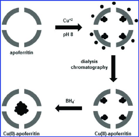 Structure of apoferritin and schematic representation of the ...