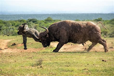 5-five-5: Addo Elephant National Park (Addo - South Africa)