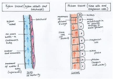 Plant tissues: Characteristics and functions. - Leafy Learning