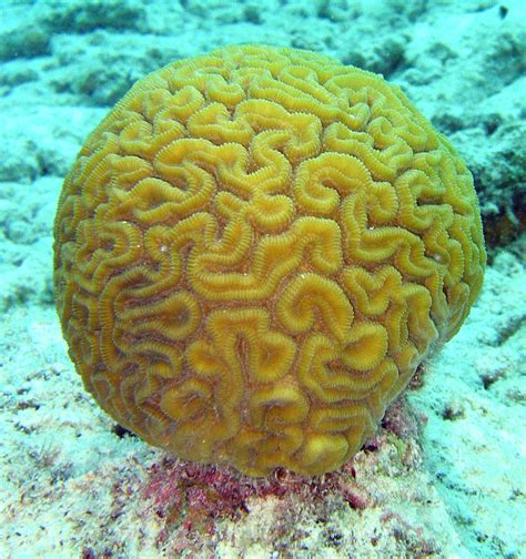 File:Brain coral.jpg - Wikipedia