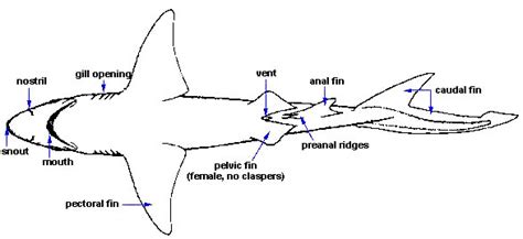 Shark Internal Diagram Showing The Evolution Of