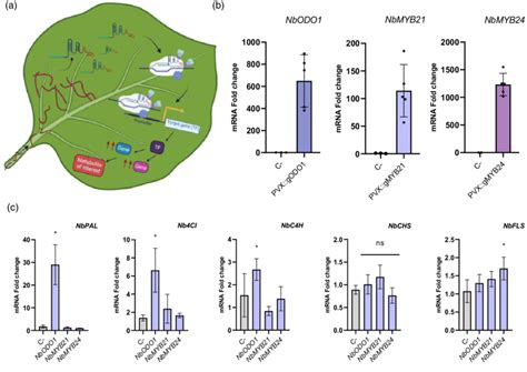 PVX_VIGR gRNA delivery for systemic activation of TFs. (a) Schematic ...