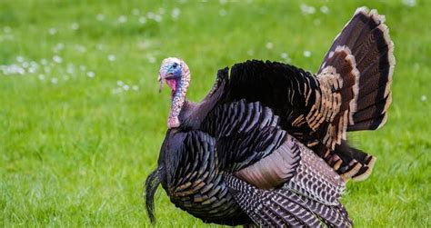 British turkey farmers label 2016 'an incredible year' - FarmingUK News