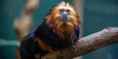 Golden Lion Tamarin Facts For Kids | Kids Matttroy