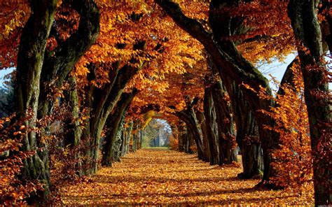 Autumn Trees HD Wallpapers - Wallpaper Cave