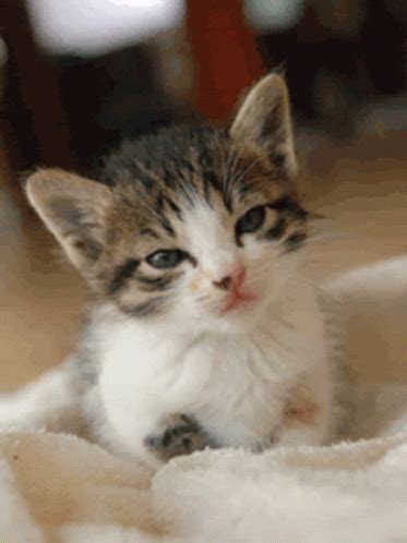 Cat Cute GIF - Cat Cute Kitten - Discover & Share GIFs Cute Fluffy ...