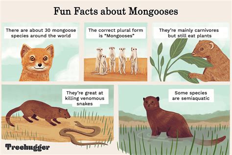 8 Magnificent Mongoose Facts