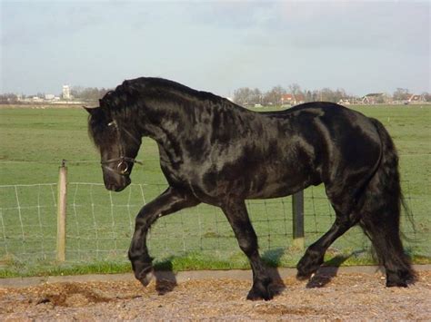 Friesian Horse Price: How Much Does It Cost? | Horse is Love