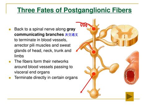 PPT - The Visceral Nervous System PowerPoint Presentation, free ...