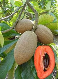 Mamey Sapote - Gardening Solutions - University of Florida, Institute ...