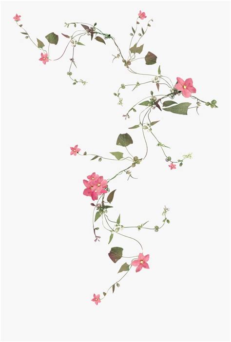 Flower Vines Transparent Background, Transparent Clipart | Flower vine ...