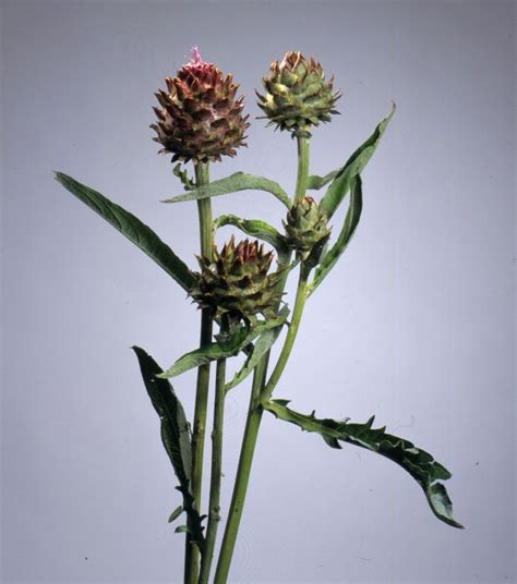 CYNARA cardunculus Porto Spineless - Muller Seeds