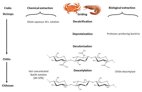 Chitosan Chitin