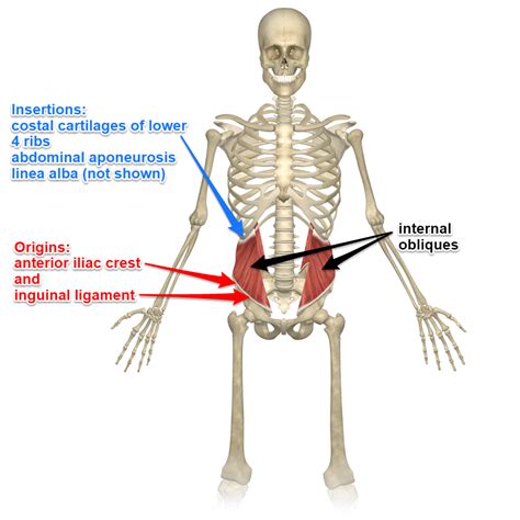 External and Internal Oblique Muscles Abdominal Muscles Anatomy, Muscle ...