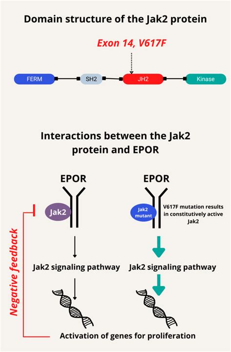 What is the Jak2 V617F mutation? • The Blood Project