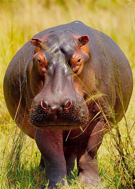 57 huge hippo facts complete guide to the massive hippopotamus – Artofit