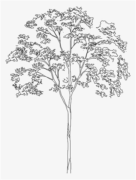 Landscape Architecture Tree Sketch - Free Transparent PNG Download - PNGkey