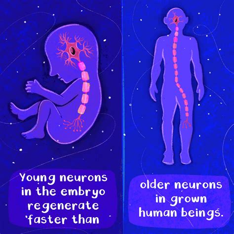 The mystery of nerve regeneration: Who can and cannot repair nerves ...