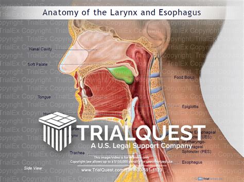 Anatomy of the Larynx and Esophagus - TrialQuest Inc.