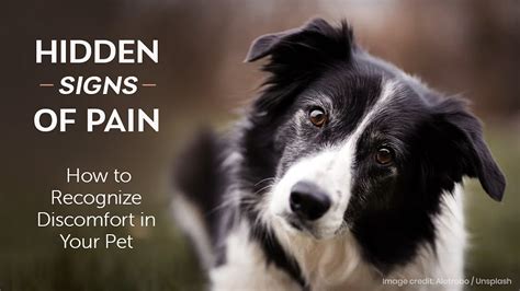 Hidden Signs of Pain: How to Recognize Discomfort in Your Pet ...