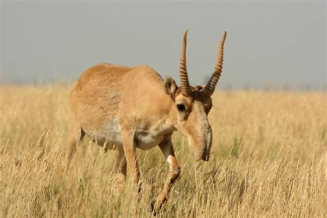 Top 15 creature that lives on a steppe 2022