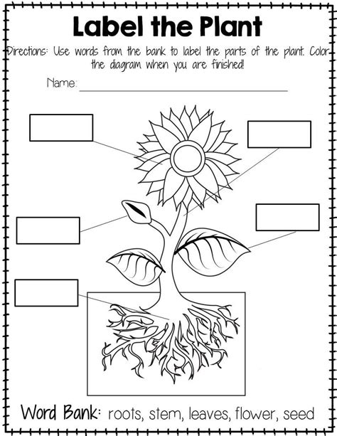 Labeling Flower Parts Worksheet