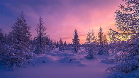 HD wallpaper: red tent, winter, snow, sky, trees, night, forest ...