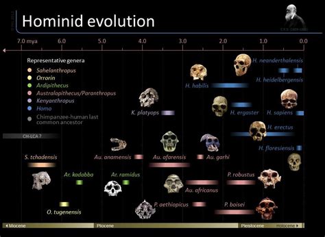 Hominid evolution/phylogeny by skull development. Need I say more ...