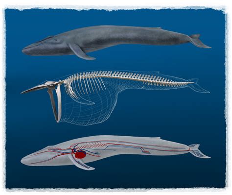 Blue Whale Anatomy