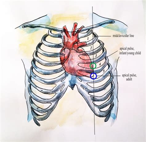 Pulso Apical-medição de Sinais Vitais ao longo da Vida Útil – 1.ª ...