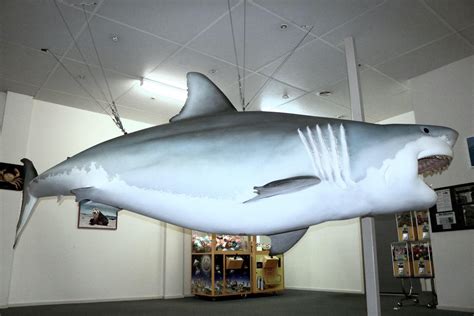 Replica Great White Shark | Streaky Bay | Official Tourism Website