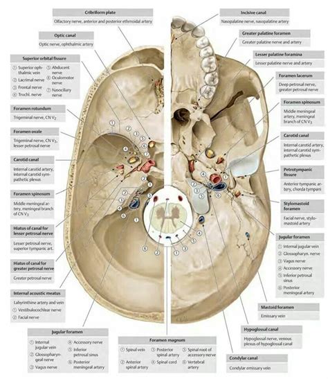 Skull Foramina | Anatomy, Basic anatomy and physiology, Medical anatomy