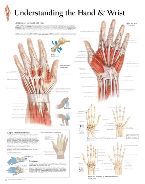 Understanding the Hand & Wrist | Scientific Publishing