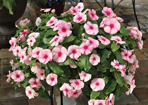 Vinca Seeds | Flower Plant Seeds Online