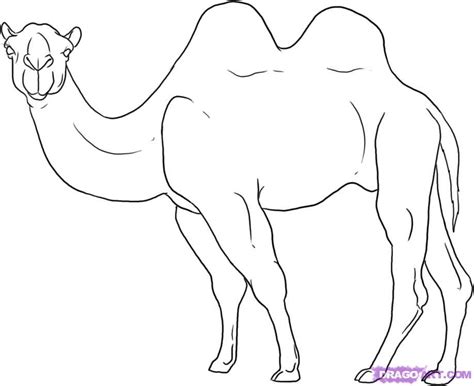 Free Drawing Of Animal Camel In Desert, Download Free Drawing Of Animal ...